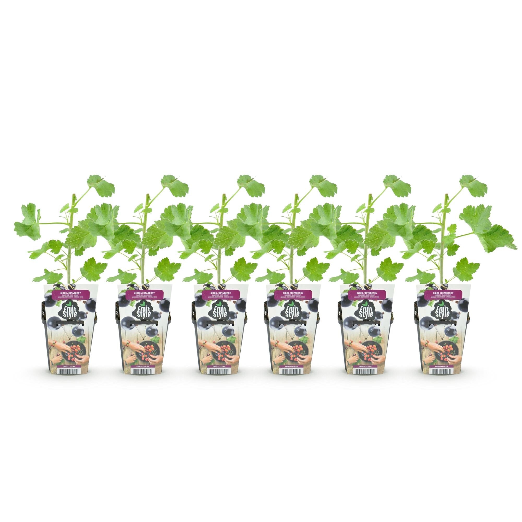 Jostabeere Ribes Jostabes winterhart 6 Pflanzen Ø9cm Höhe 30cm – Kreuzung aus Schwarzer Johannisbeere & Stachelbeere für Garten & Balkon