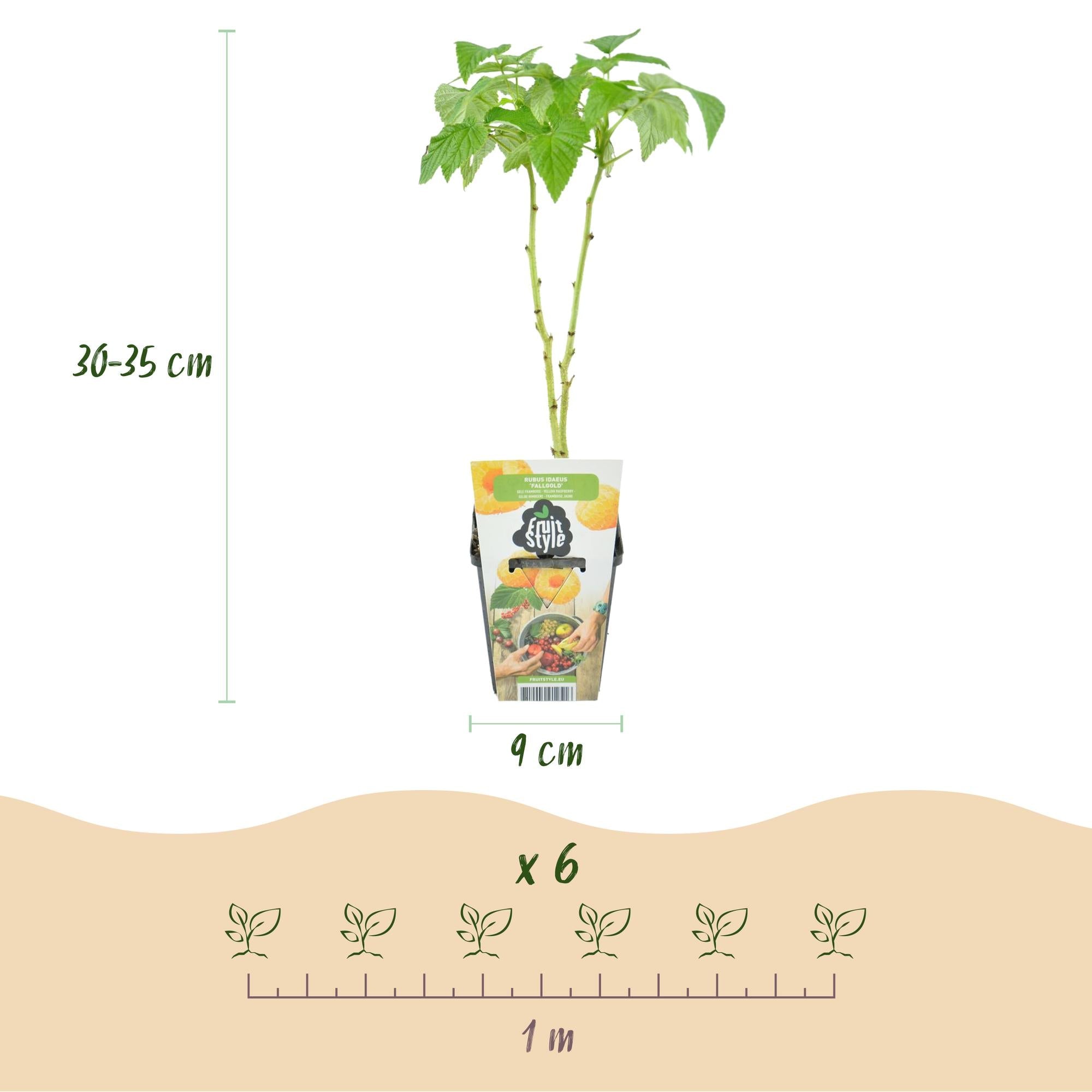 Obstpflanzen Set winterhart 3 Pflanzen Ø9cm Höhe 30cm – Rote Johannisbeere Gelbe Himbeere Schwarze Brombeere – Ideal für Garten Beet Balkon & Terrasse