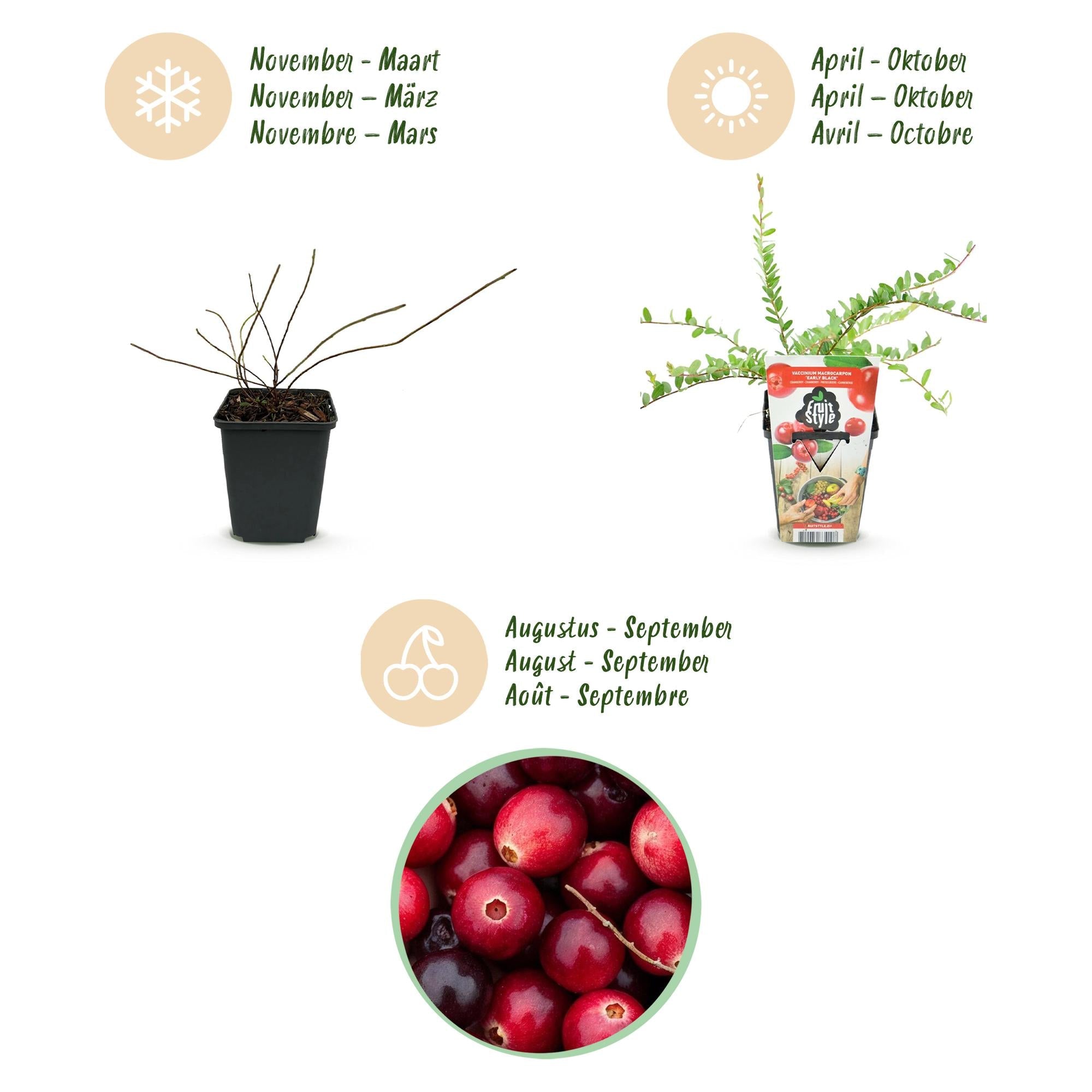 Blaubeerpflanzen Vaccinium macrophylla Early Black winterhart 6 Pflanzen Höhe 35cm Ø9cm – Dunkelrote Beeren – Pflegeleichte Obstpflanze für Garten Balkon & Terrasse