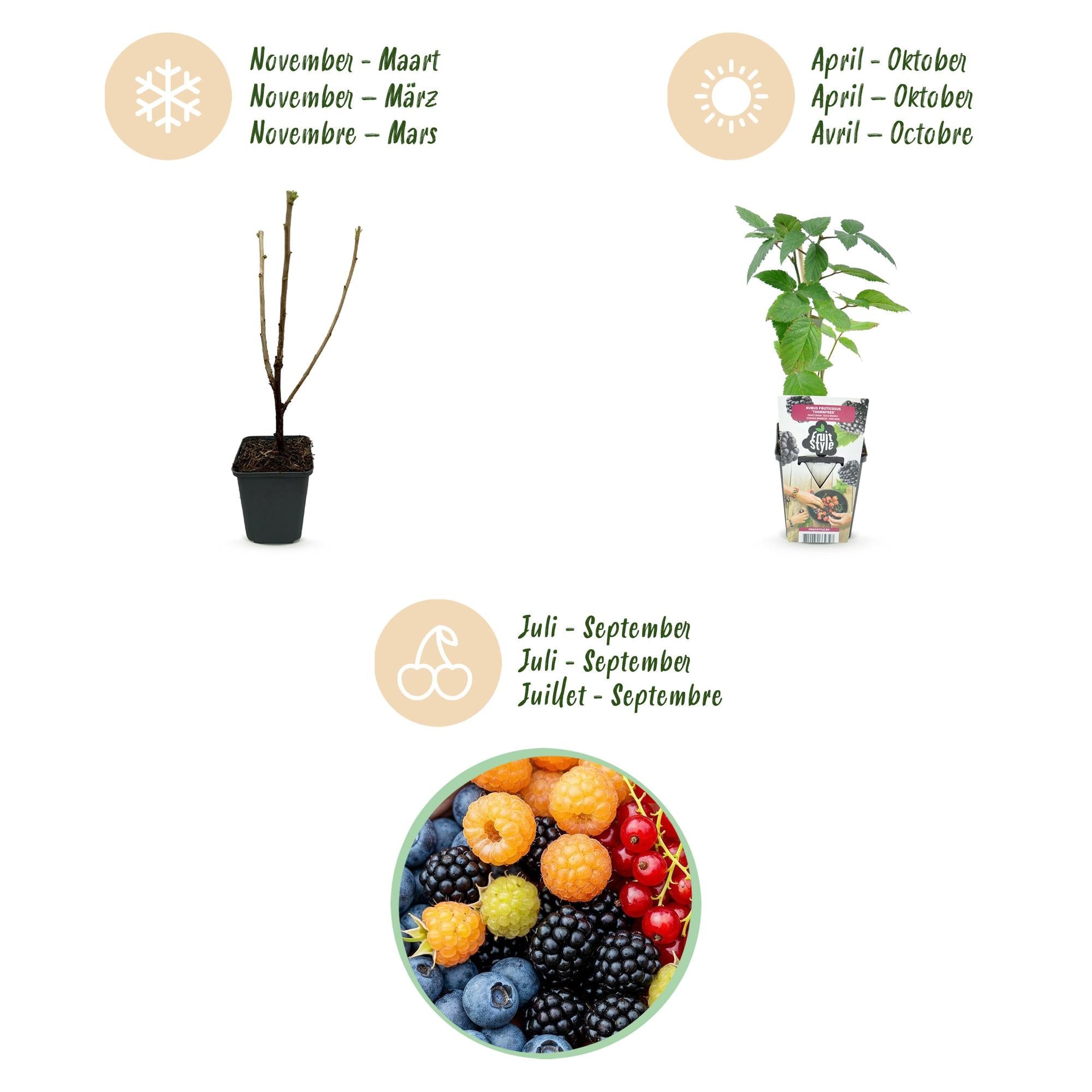 Obstpflanzen Set winterhart 4 Pflanzen Ø9cm Höhe 30cm – Rote Johannisbeere Gelbe Himbeere Schwarze Brombeere Blaubeere – Für Garten Balkon & Terrasse