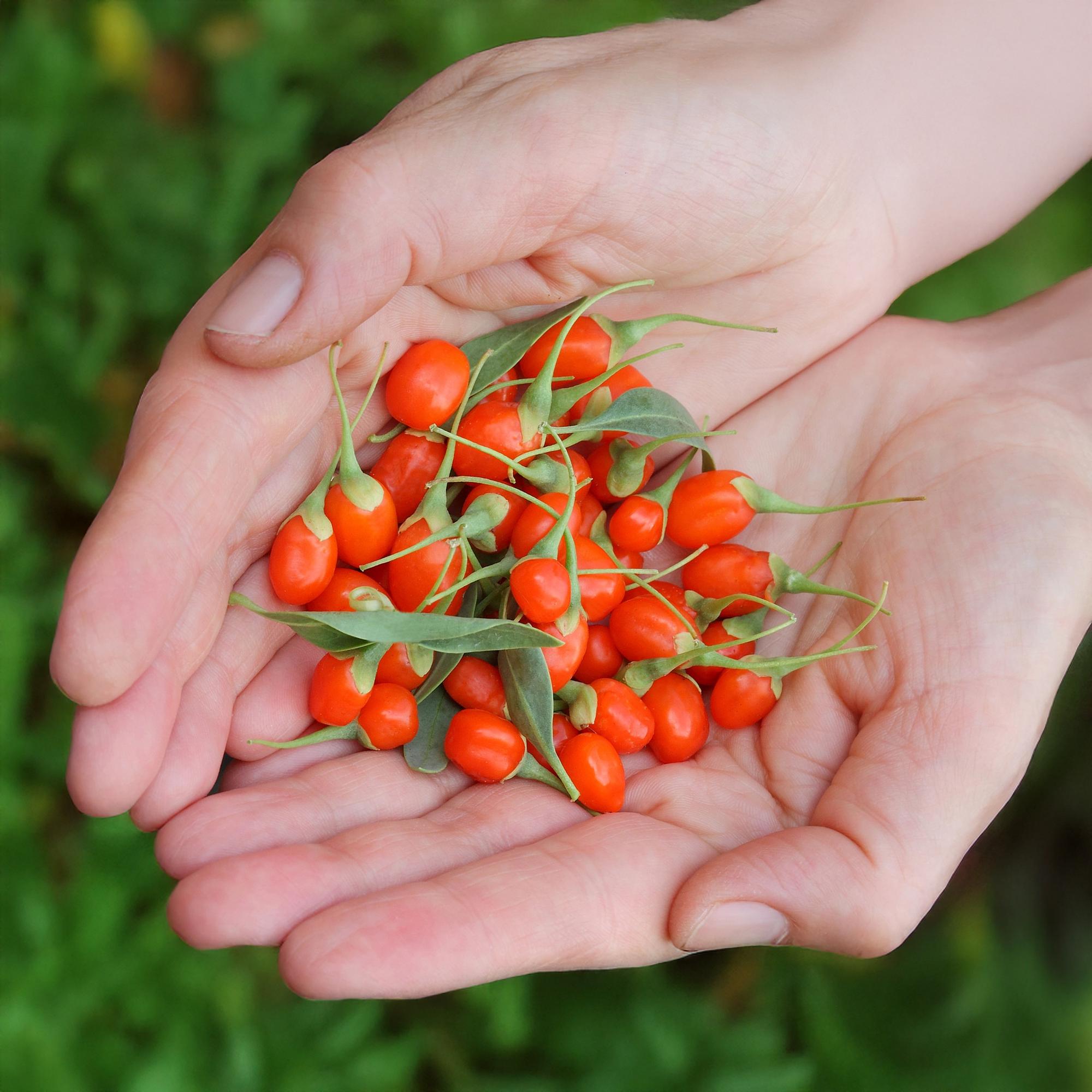 Goji-Beere Lycium barbarum winterhart 3 Pflanzen Ø9cm Höhe 30cm – Rote orange Beerenpflanze für Garten Beet Balkon & Terrasse