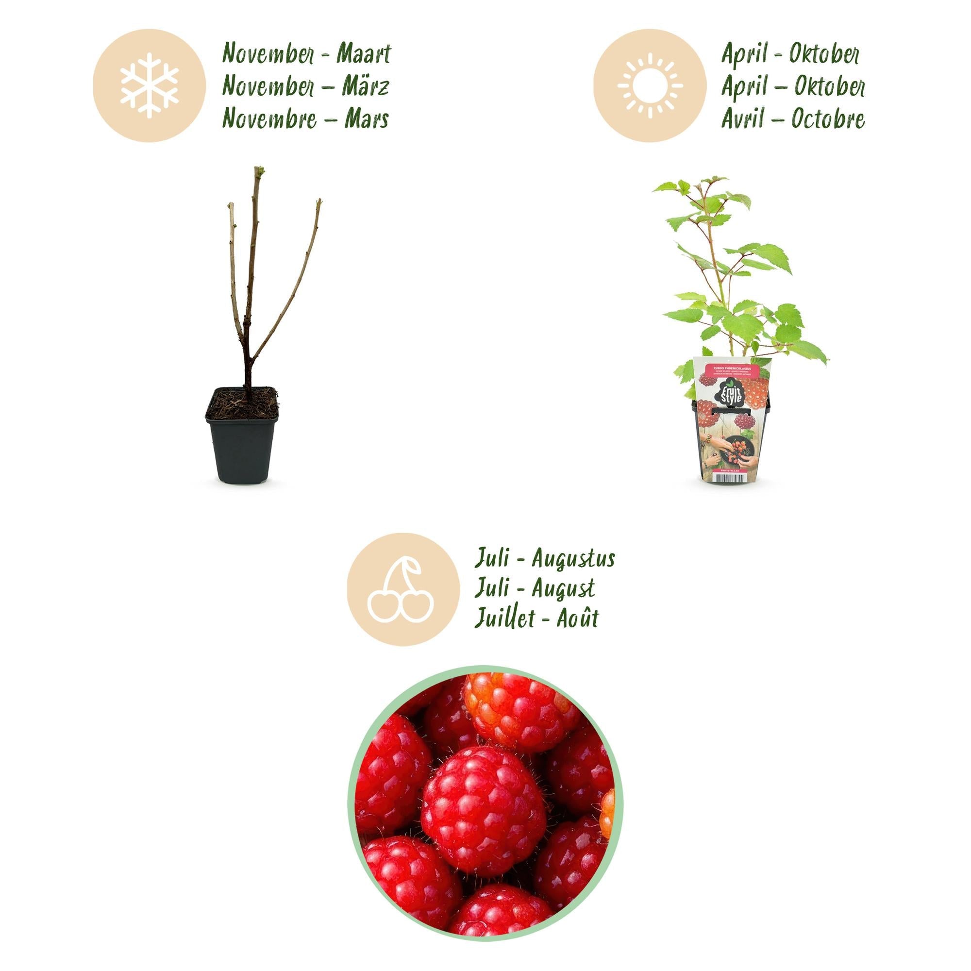 Japanische Weinbeere Rubus phoenicolasius winterhart 3 Pflanzen Ø9cm Höhe30cm – Rote Beeren – Exotische Obstpflanze für Garten & Balkon