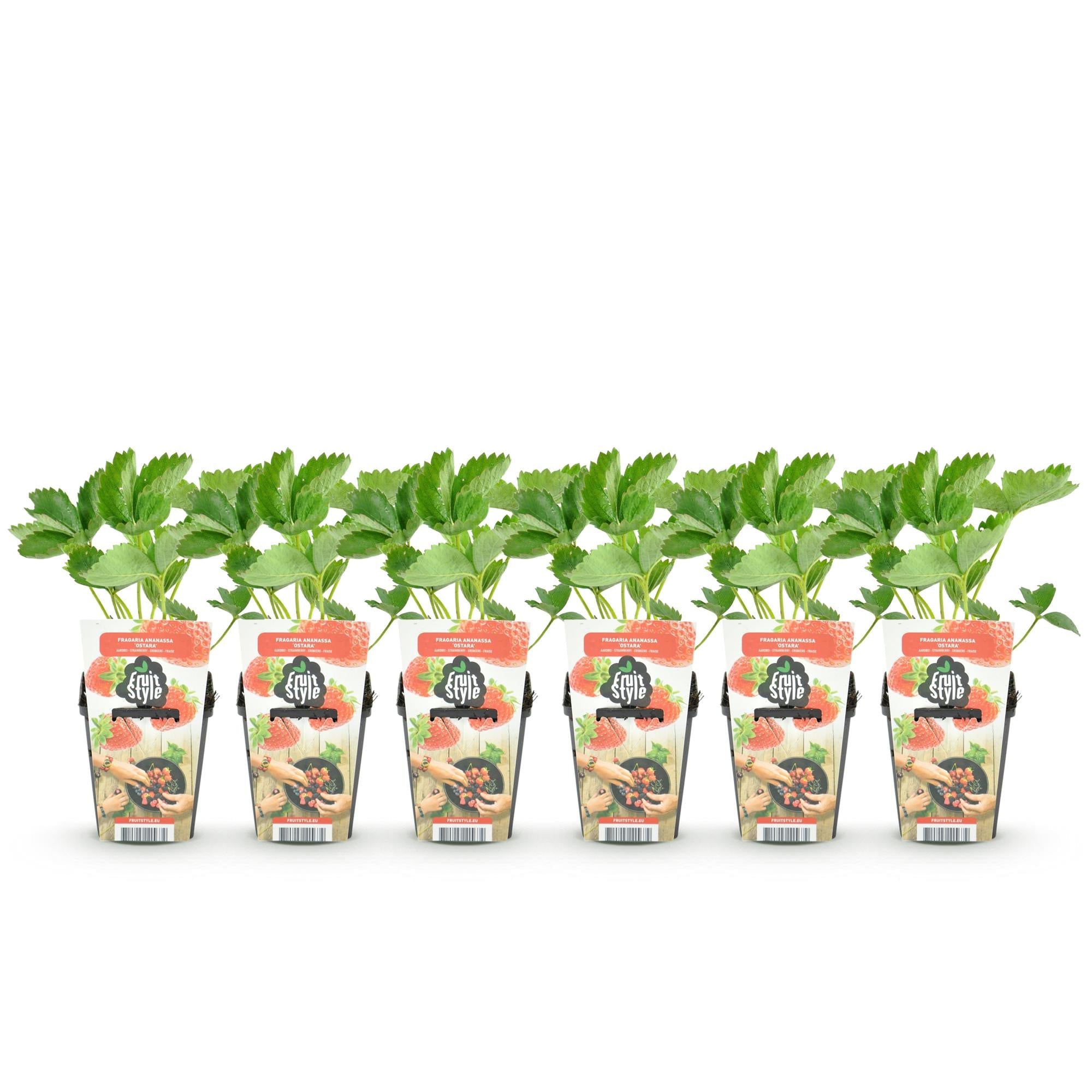 Erdbeerpflanzen Fragaria Elsanta winterhart 6 Pflanzen Höhe 30cm Ø9cm – Rote Erdbeere für Beet Balkon & Topf – Ertragreiche Obstpflanze mit süßen Früchten