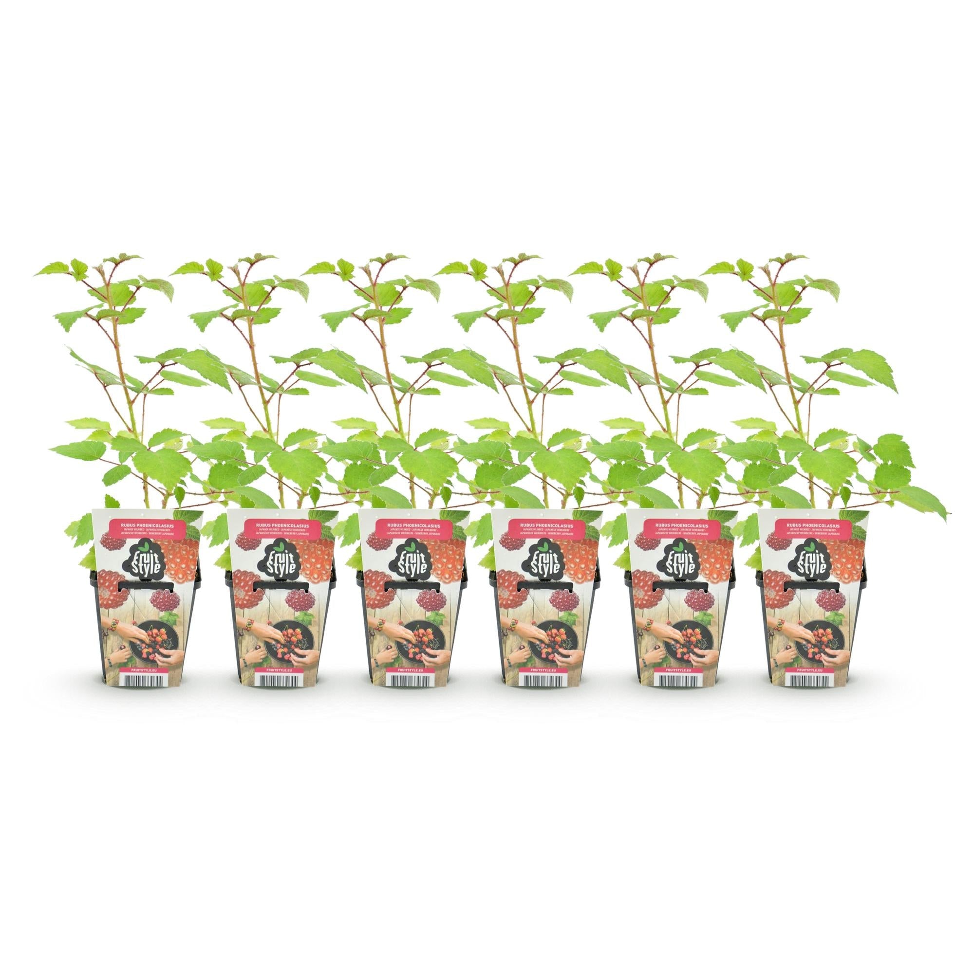 Japanische Weinbeere Rubus phoenicolasius winterhart 6 Pflanzen Höhe 30cm Ø9cm – Rote Beeren – Exotische Obstpflanze für Garten Beet Balkon & Terrasse