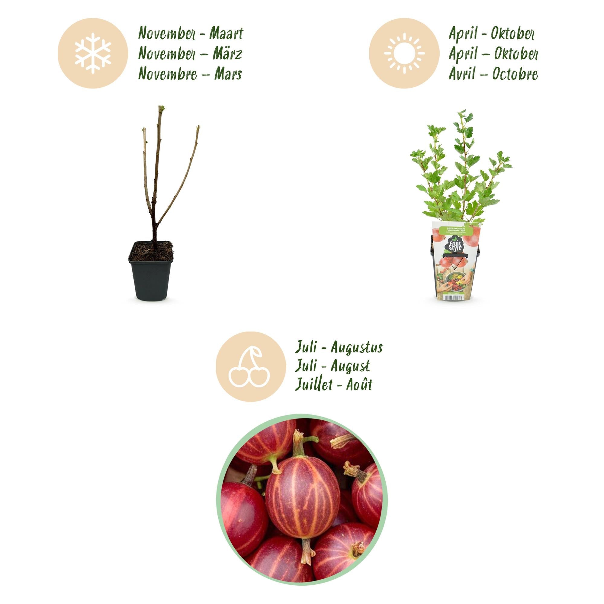 Rote Stachelbeere Ribes uva-crispa Hinnonmaki winterhart 3 Pflanzen Ø9cm Höhe30cm – Süß-saure rote Beeren für Garten Beet Balkon & Terrasse