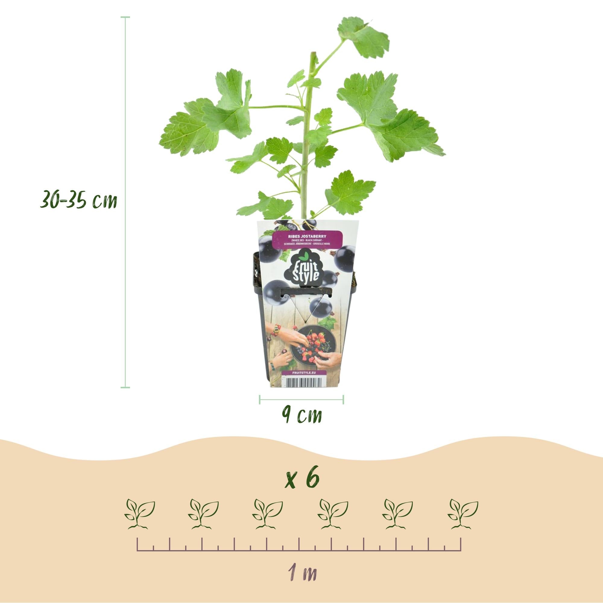 Jostabeere Ribes Jostabes winterhart 6 Pflanzen Ø9cm Höhe 30cm – Kreuzung aus Schwarzer Johannisbeere & Stachelbeere für Garten & Balkon