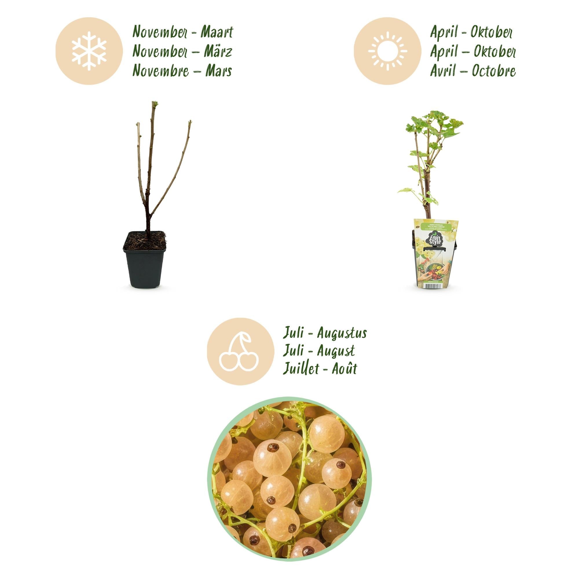 Weiße Johannisbeerpflanzen Ribes rubrum Witte Hollander winterhart 6 Pflanzen Ø9cm Höhe 30cm – Süße weiße Johannisbeeren für Garten & Balkon