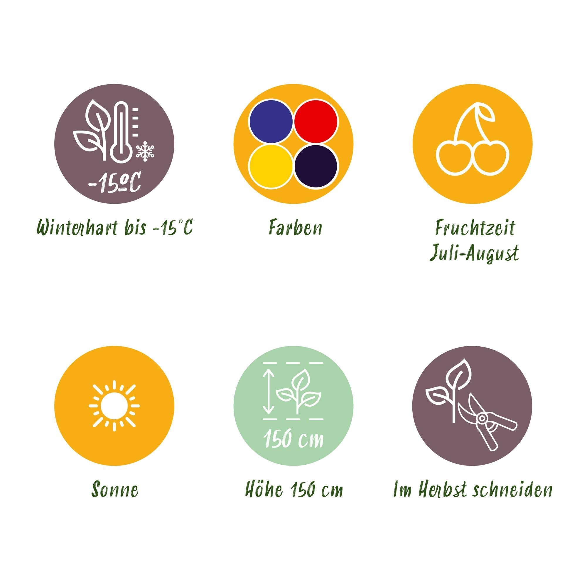 Obstpflanzen Set winterhart 4 Pflanzen Ø9cm Höhe 30cm – Rote Johannisbeere Gelbe Himbeere Schwarze Brombeere Blaubeere – Für Garten Balkon & Terrasse