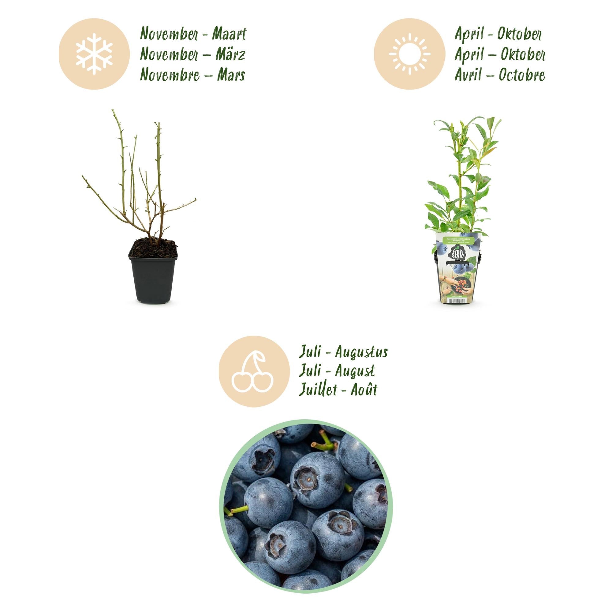 Blaubeere Vaccinium corymbosum Northland winterhart 3 Pflanzen Ø9cm Höhe30cm – Aromatische Blaubeere für Garten Balkon & Terrasse