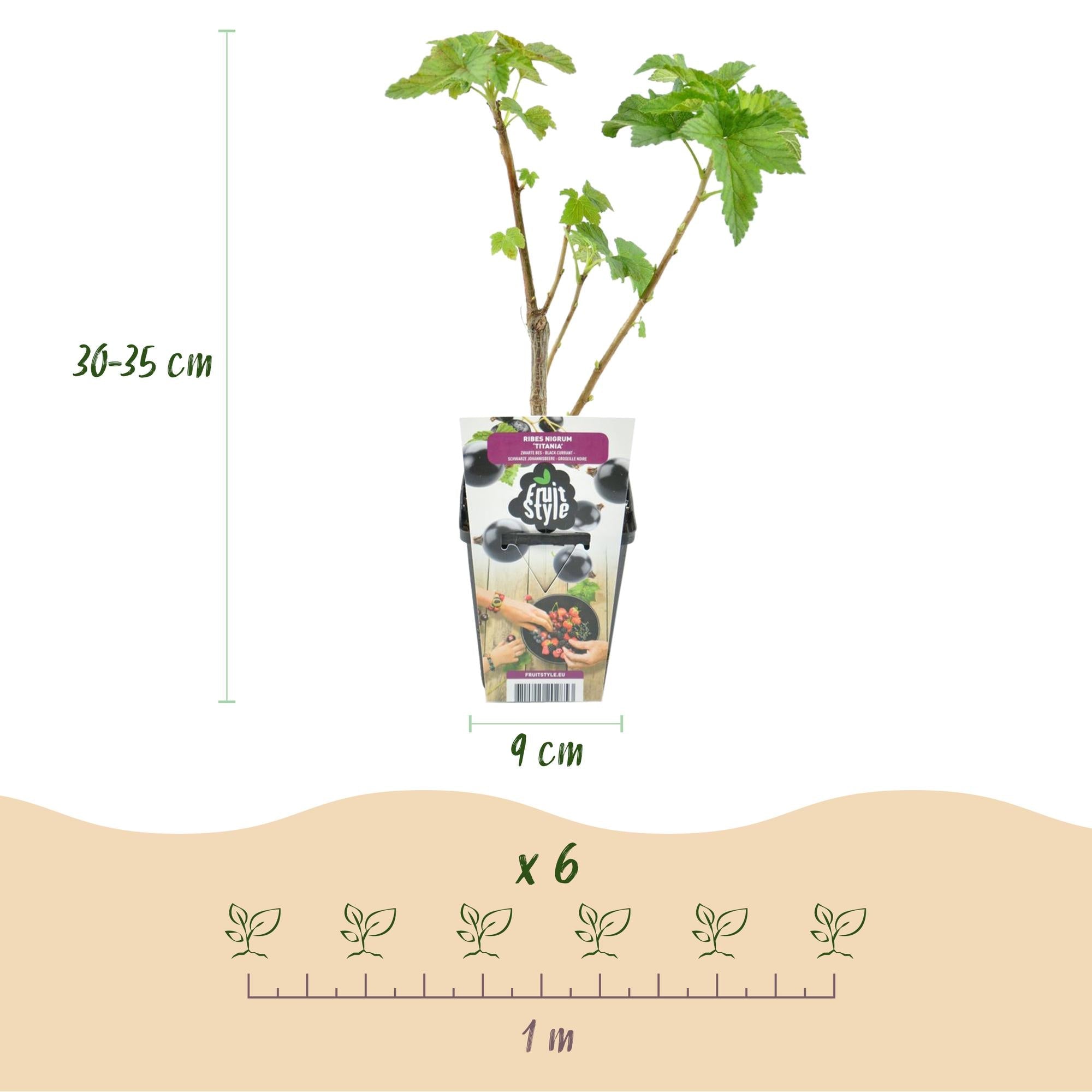 Schwarze Johannisbeere Ribes nigrum Titania winterhart 3 Pflanzen Ø9cm Höhe 30cm – Aromatische Johannisbeerpflanze für Garten Beet Balkon & Terrasse