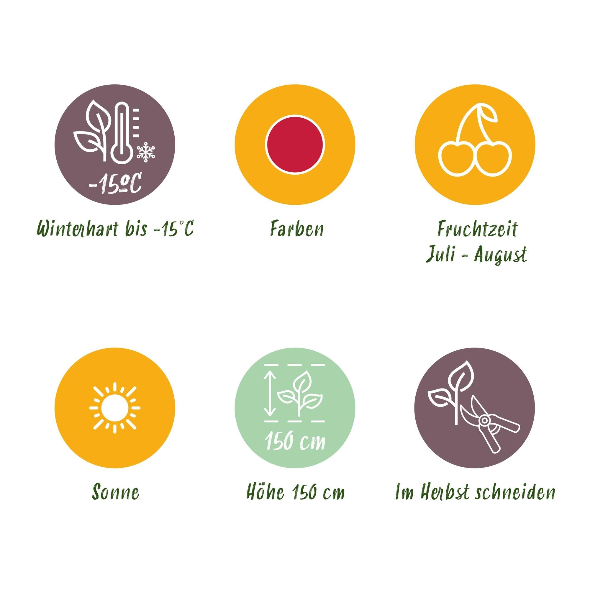 Taybeere Rubus Tayberry winterhart 6 Pflanzen Ø9cm Höhe 30cm – Kreuzung aus Himbeere & Brombeere – Ertragreiche Obstpflanze für Garten & Balkon