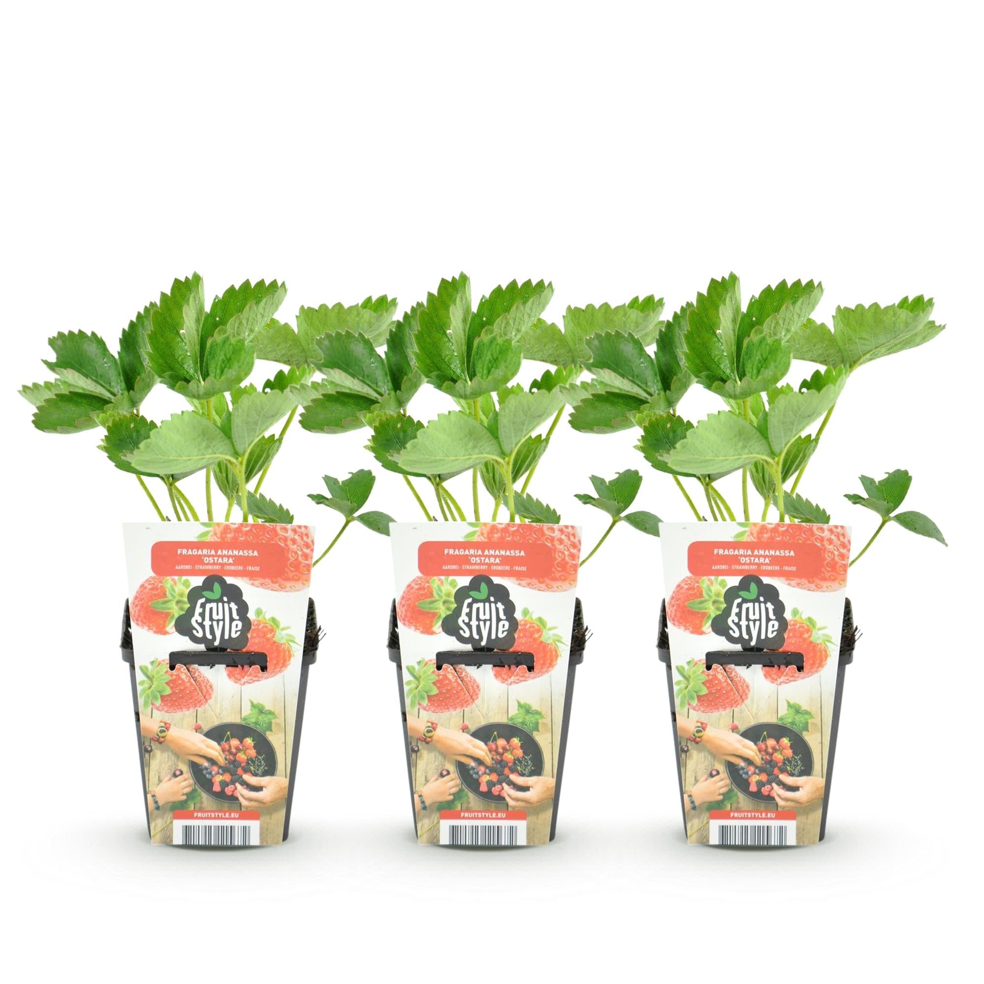 Erdbeere Fragaria Maxim winterhart 3 Pflanzen Ø9cm Höhe30cm – Rote Erdbeere für Beet Balkon & Topf – Pflegeleichte Obstpflanze mit süßem Aroma