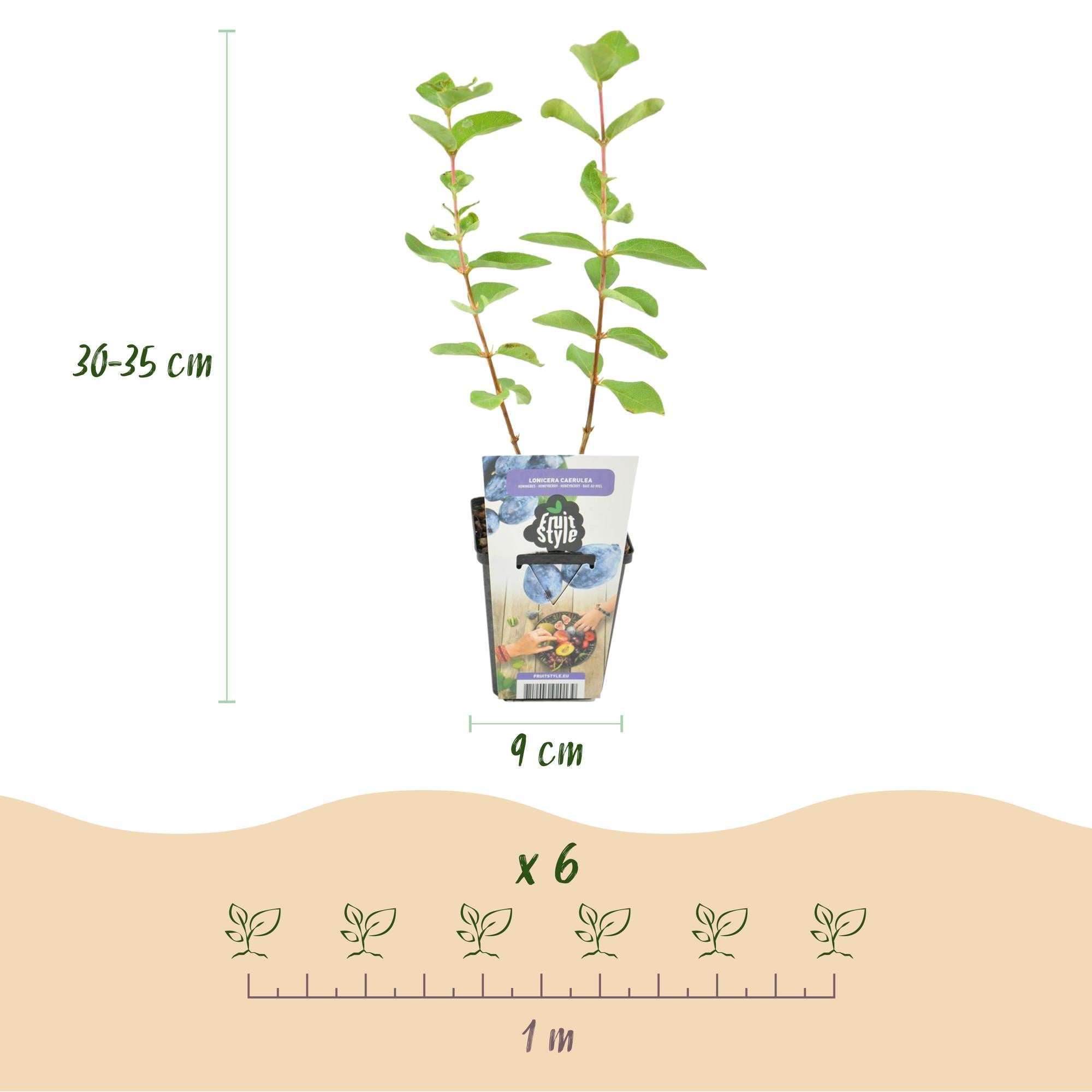 Honigbeere Lonicera caerulea Kamtschatica winterhart 3 Pflanzen Ø9cm – Blaue Beerenpflanze für Garten Beet Balkon & Terrasse