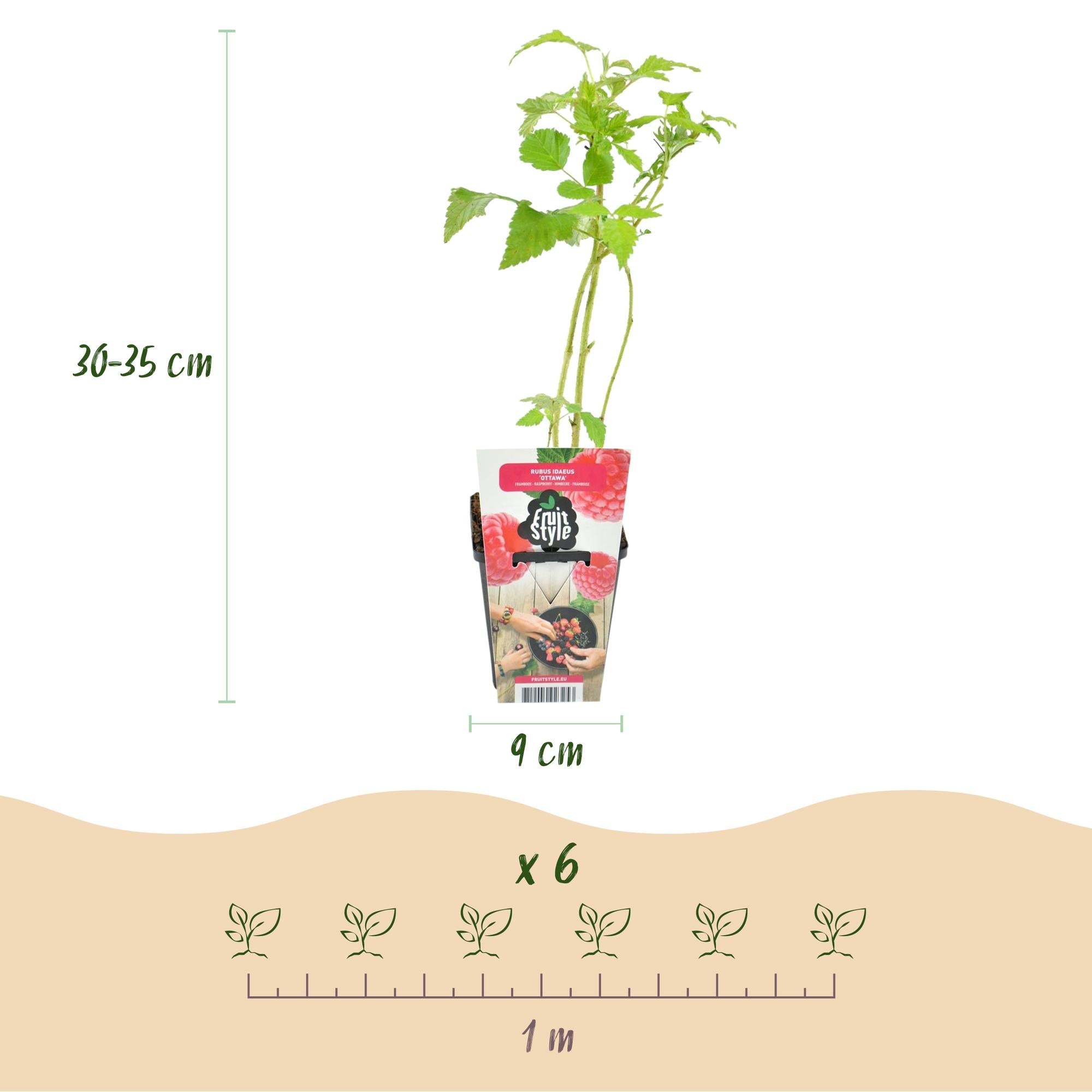Himbeere Rubus idaeus Heritage winterhart 3 Pflanzen Ø9cm Höhe 30cm – Rote Himbeere für Garten Beet Balkon & Terrasse – Ertragreiche Obstpflanze