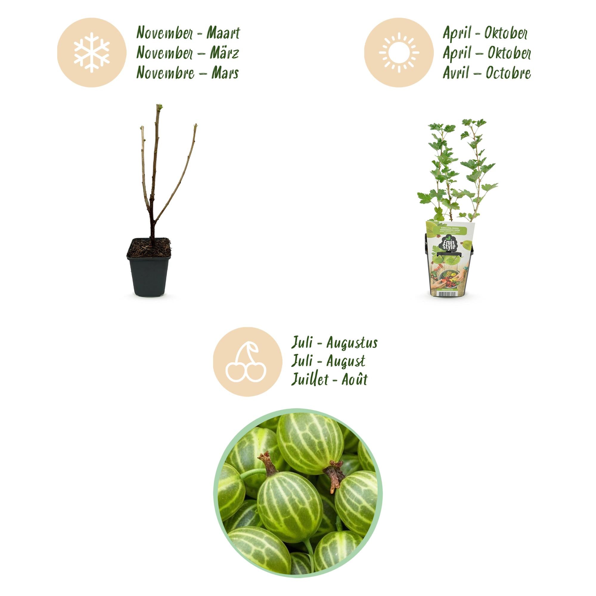 Stachelbeerpflanzen Ribes uva-crispa Hinnonmäki Grün winterhart 6 Pflanzen Höhe 30cm Ø9cm – Grüne Stachelbeere für Garten Beet Balkon & Terrasse