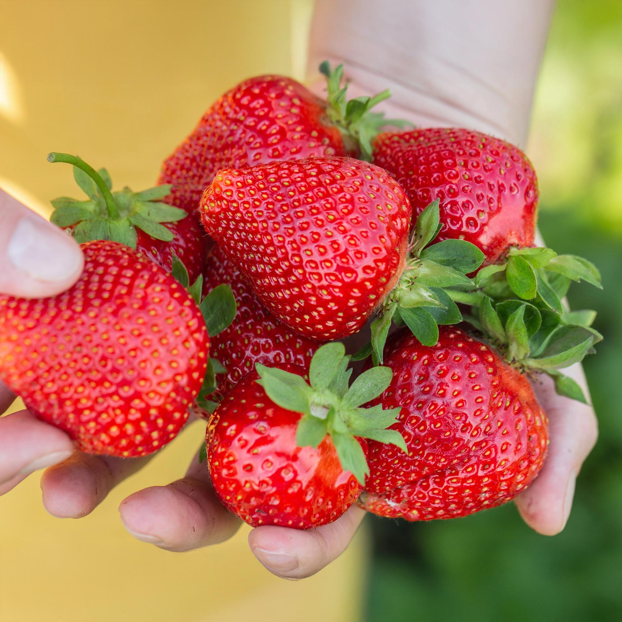 Erdbeere Fragaria Maxim winterhart 3 Pflanzen Ø9cm Höhe30cm – Rote Erdbeere für Beet Balkon & Topf – Pflegeleichte Obstpflanze mit süßem Aroma