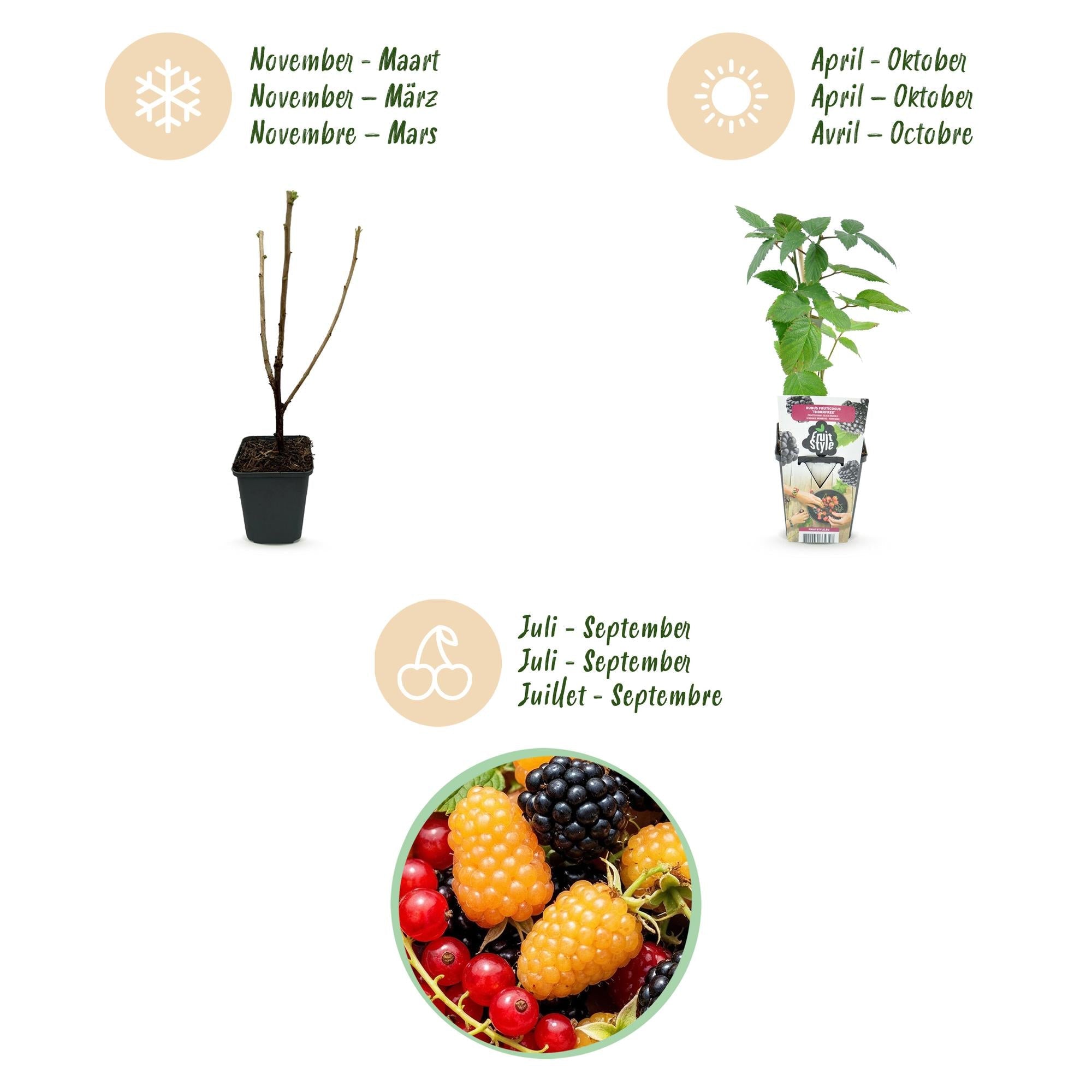 Obstpflanzen Set winterhart 3 Pflanzen Ø9cm Höhe 30cm – Rote Johannisbeere Gelbe Himbeere Schwarze Brombeere – Ideal für Garten Beet Balkon & Terrasse