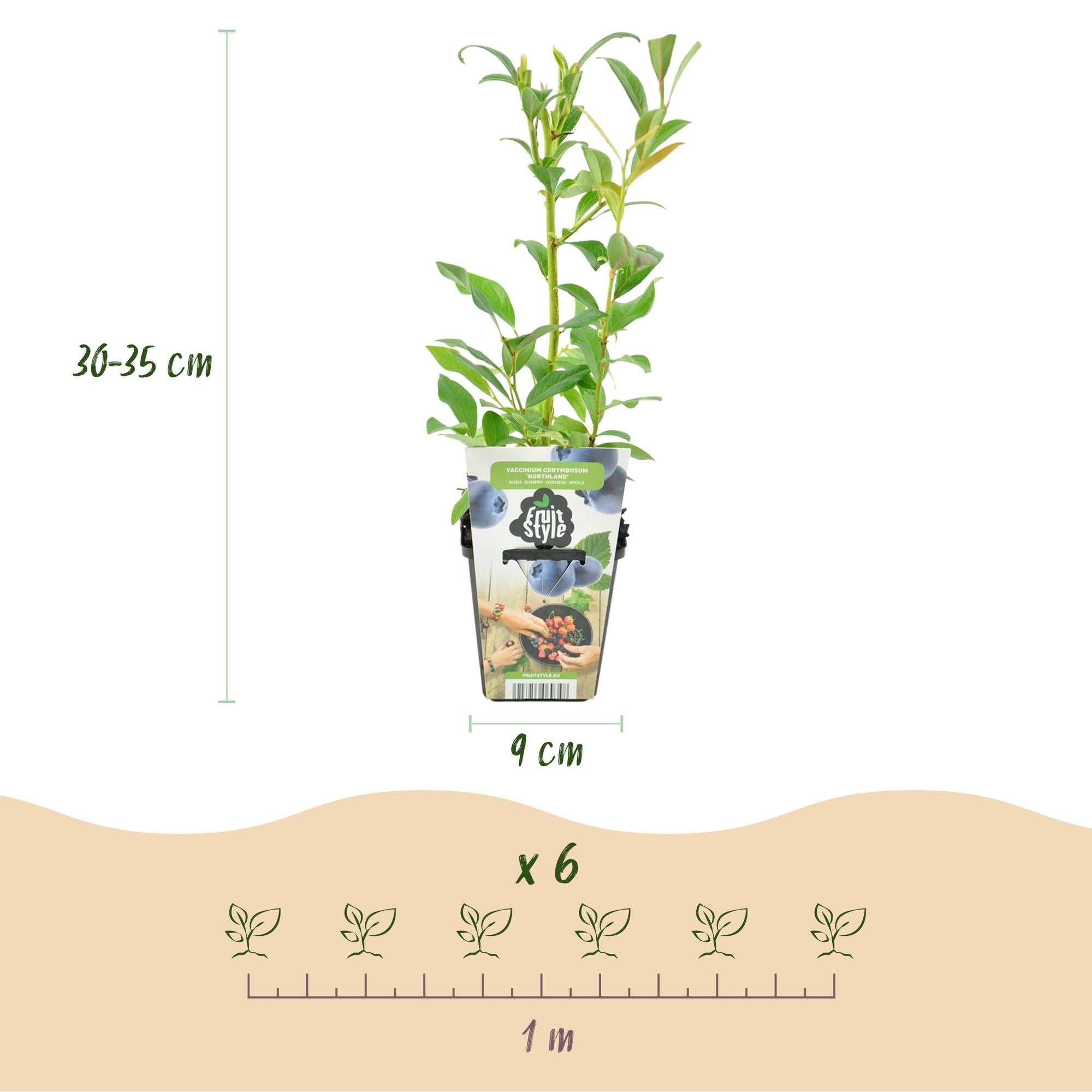 Blaubeere Vaccinium corymbosum Northland winterhart 3 Pflanzen Ø9cm Höhe30cm – Aromatische Blaubeere für Garten Balkon & Terrasse
