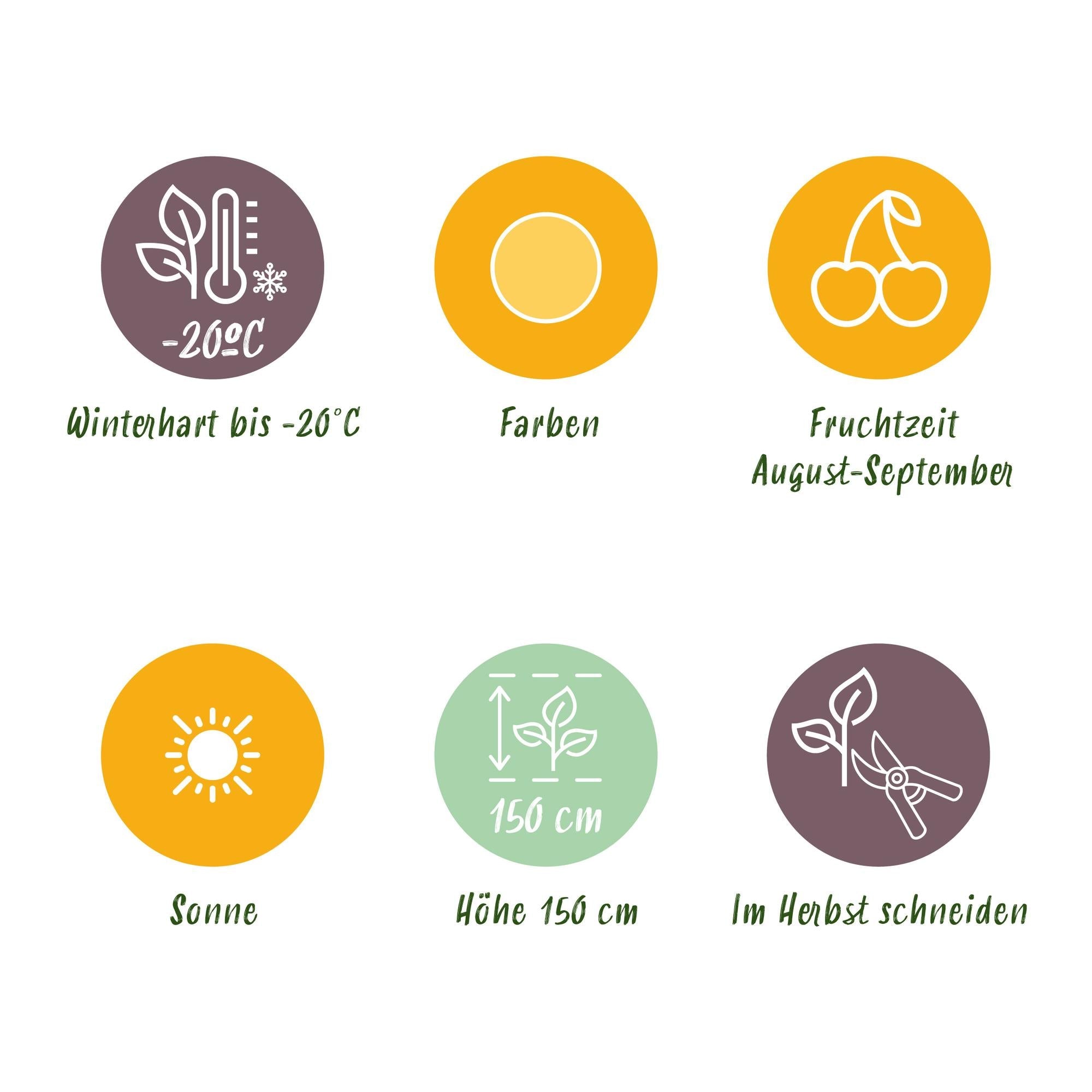 Himbeere Rubus idaeus Fallgold winterhart 3 Pflanzen Ø9cm Höhe 30cm – Gelbe Himbeere für Garten Beet Balkon & Terrasse – Süß & aromatisch