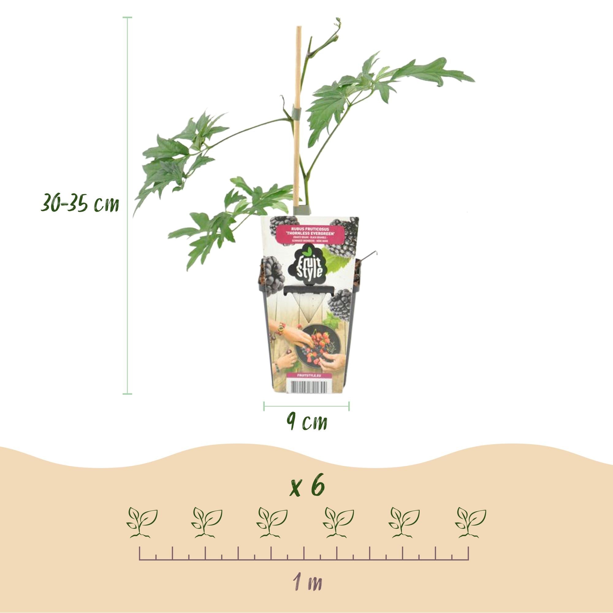 Immergrüne Brombeere Rubus fruticosus Thornless Evergreen frosthart 3 Pflanzen Ø9cm Höhe30cm – Dornenlose schwarze Brombeere für Garten & Balkon