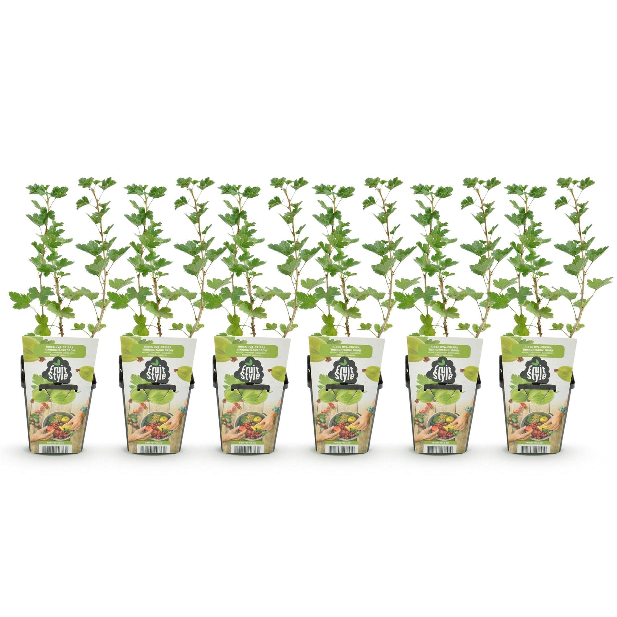 Stachelbeerpflanzen Ribes uva-crispa Hinnonmäki Grün winterhart 6 Pflanzen Höhe 30cm Ø9cm – Grüne Stachelbeere für Garten Beet Balkon & Terrasse