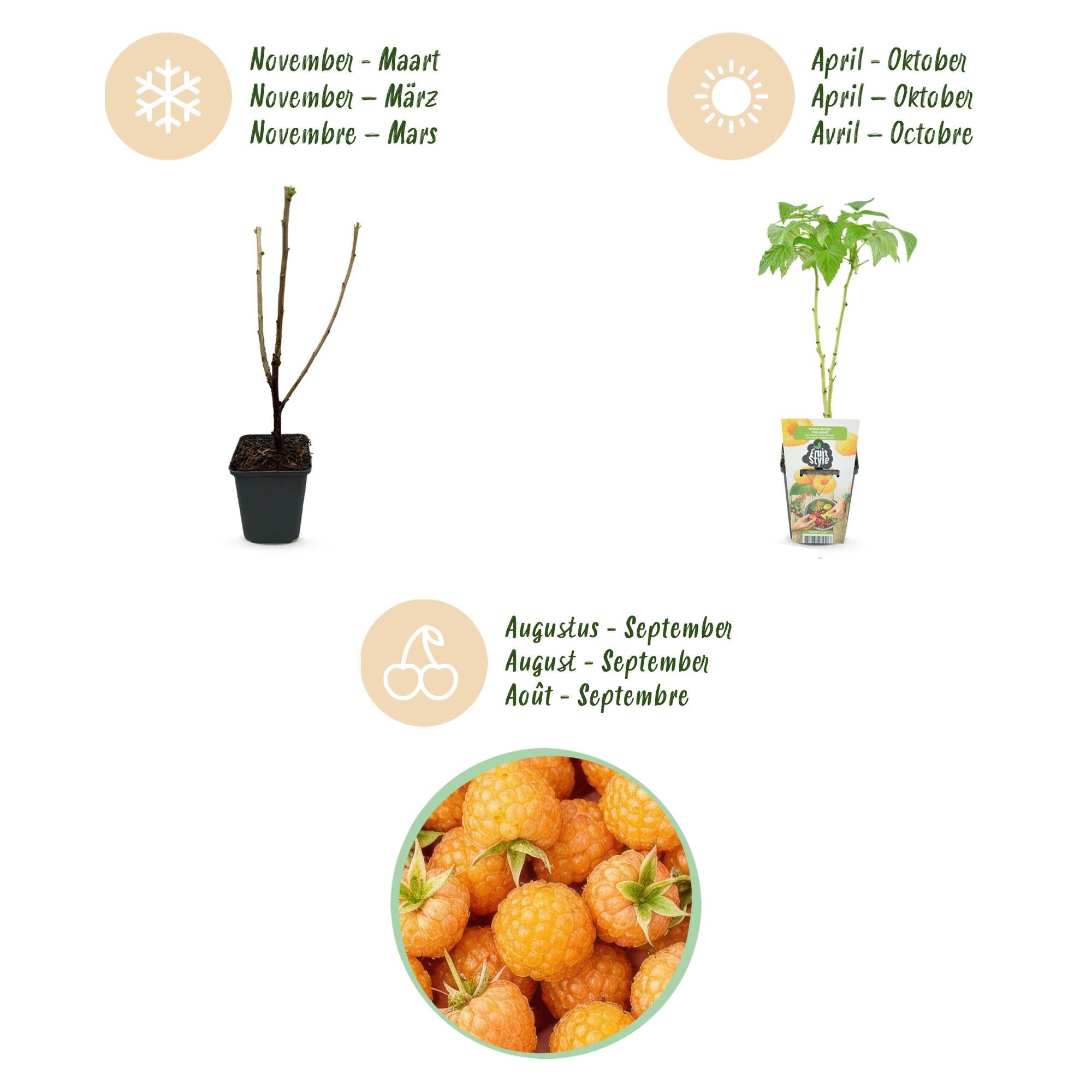 Himbeere Rubus idaeus Fallgold winterhart 3 Pflanzen Ø9cm Höhe 30cm – Gelbe Himbeere für Garten Beet Balkon & Terrasse – Süß & aromatisch