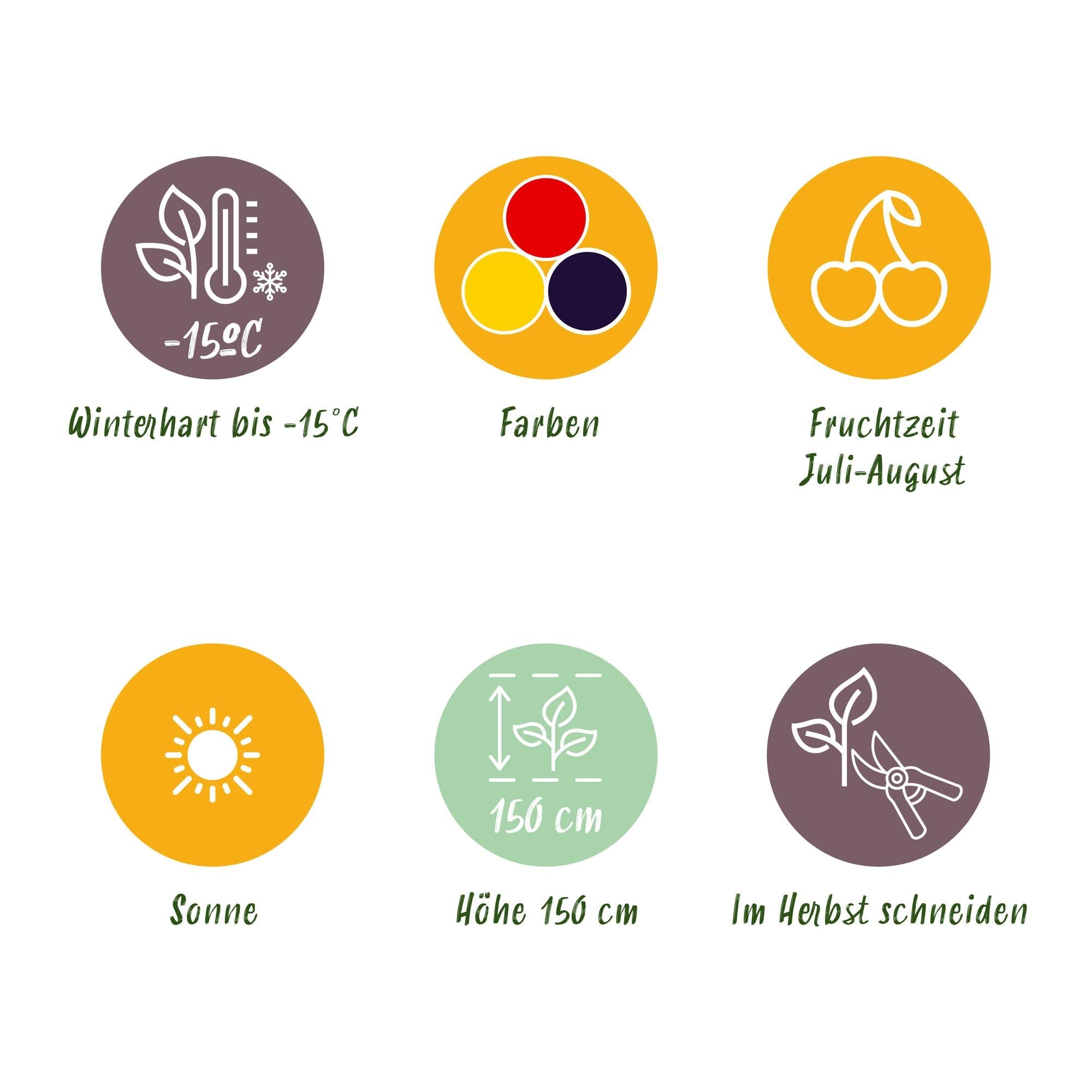 Obstpflanzen Set winterhart 3 Pflanzen Ø9cm Höhe 30cm – Rote Johannisbeere Gelbe Himbeere Schwarze Brombeere – Ideal für Garten Beet Balkon & Terrasse