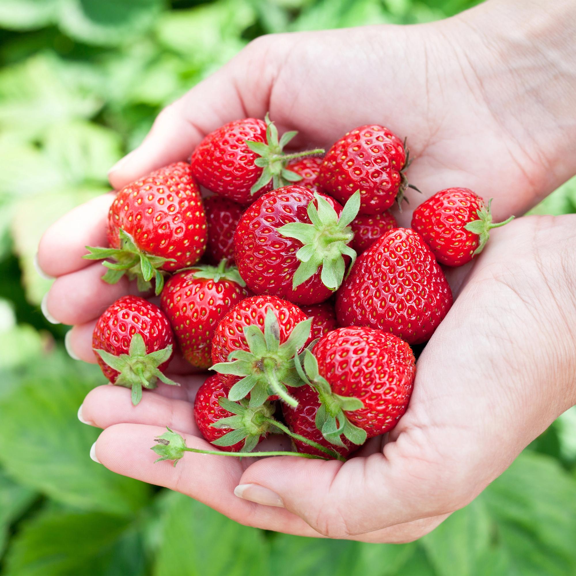 Erdbeere Fragaria Elvira winterhart 3 Pflanzen Höhe 30cm Ø9cm – Rote Erdbeere für Beet Balkon & Topf – Pflegeleichte Obstpflanze mit hohem Ertrag