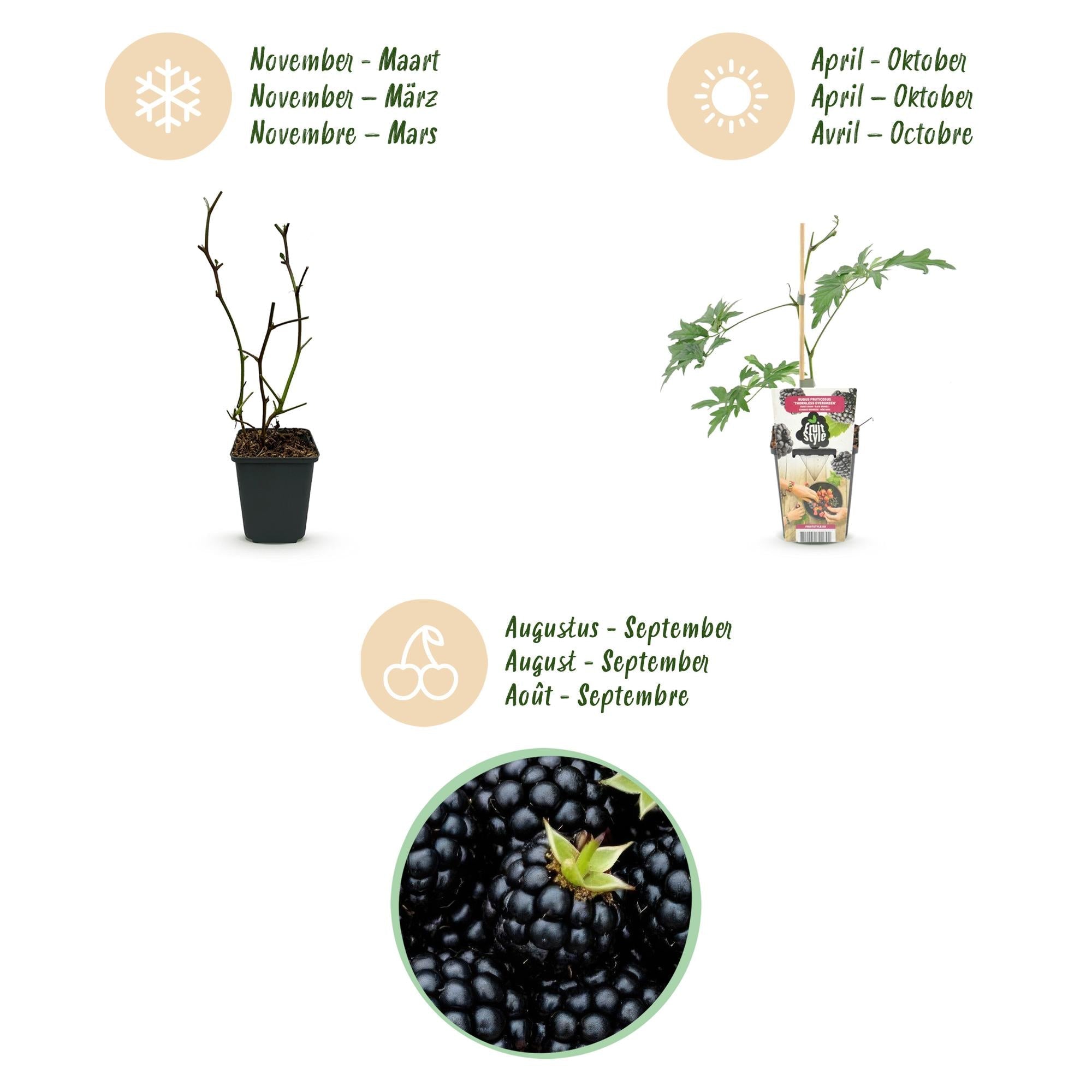 Immergrüne Brombeere Rubus fruticosus Thornless Evergreen frosthart 3 Pflanzen Ø9cm Höhe30cm – Dornenlose schwarze Brombeere für Garten & Balkon