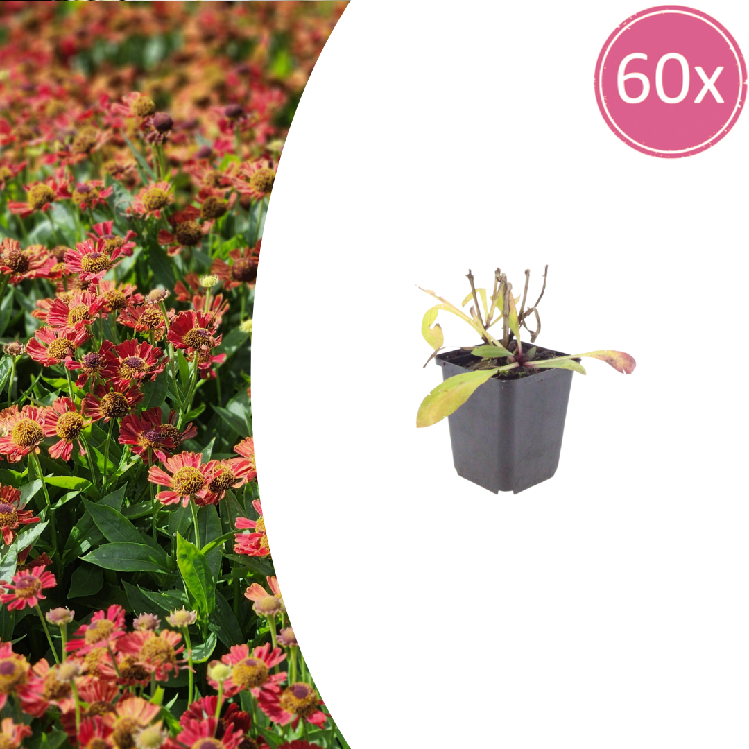 Helenium Moerheim Beauty – 60 Pflanzen – Ø9cm – Höhe 10-25cm – Sonnenbraut Staude – Gelb Orange Sommerblüher – Winterhart für Beet, Präriegarten & Flächenpflanzung