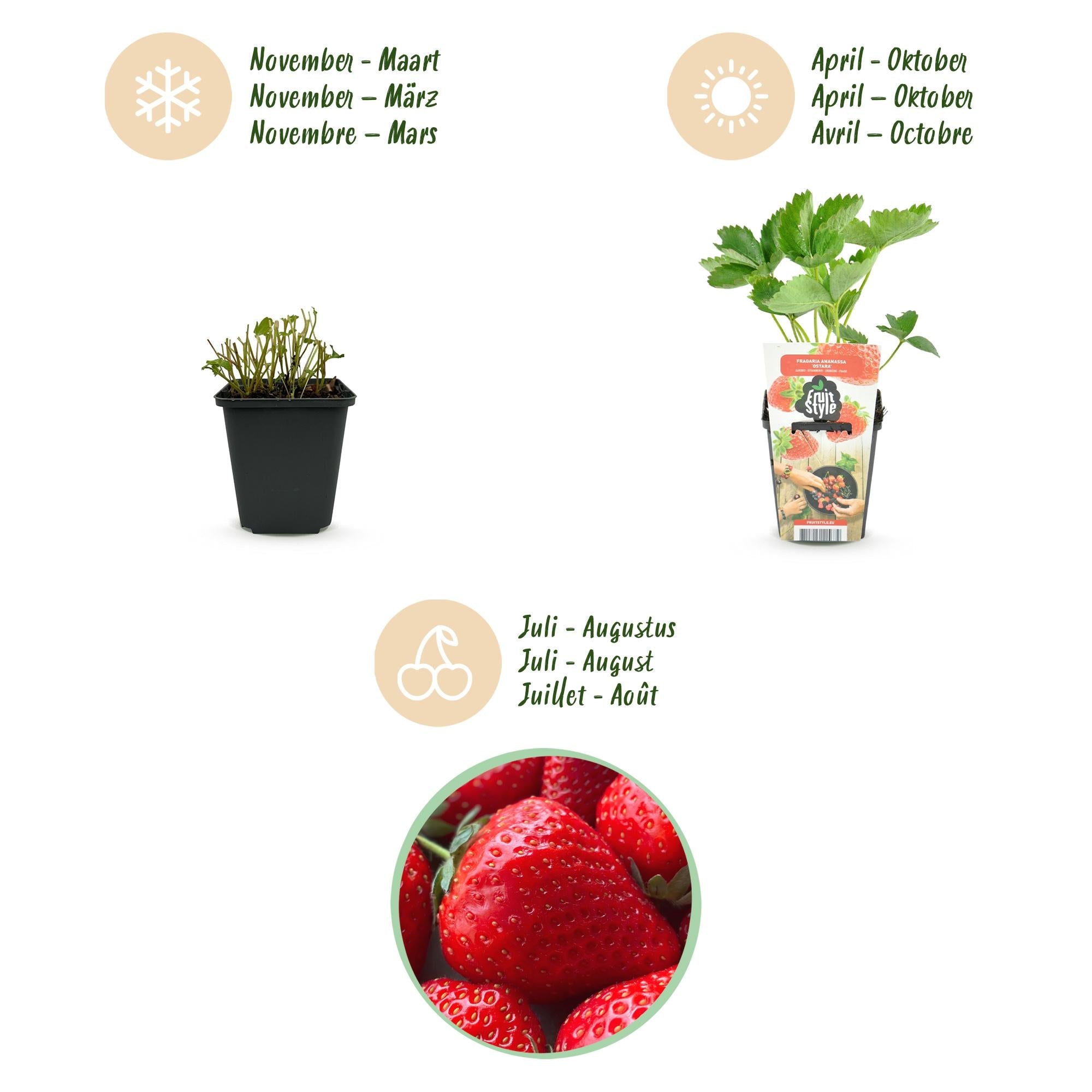 Erdbeerpflanzen Fragaria Elsanta winterhart 6 Pflanzen Höhe 30cm Ø9cm – Rote Erdbeere für Beet Balkon & Topf – Ertragreiche Obstpflanze mit süßen Früchten