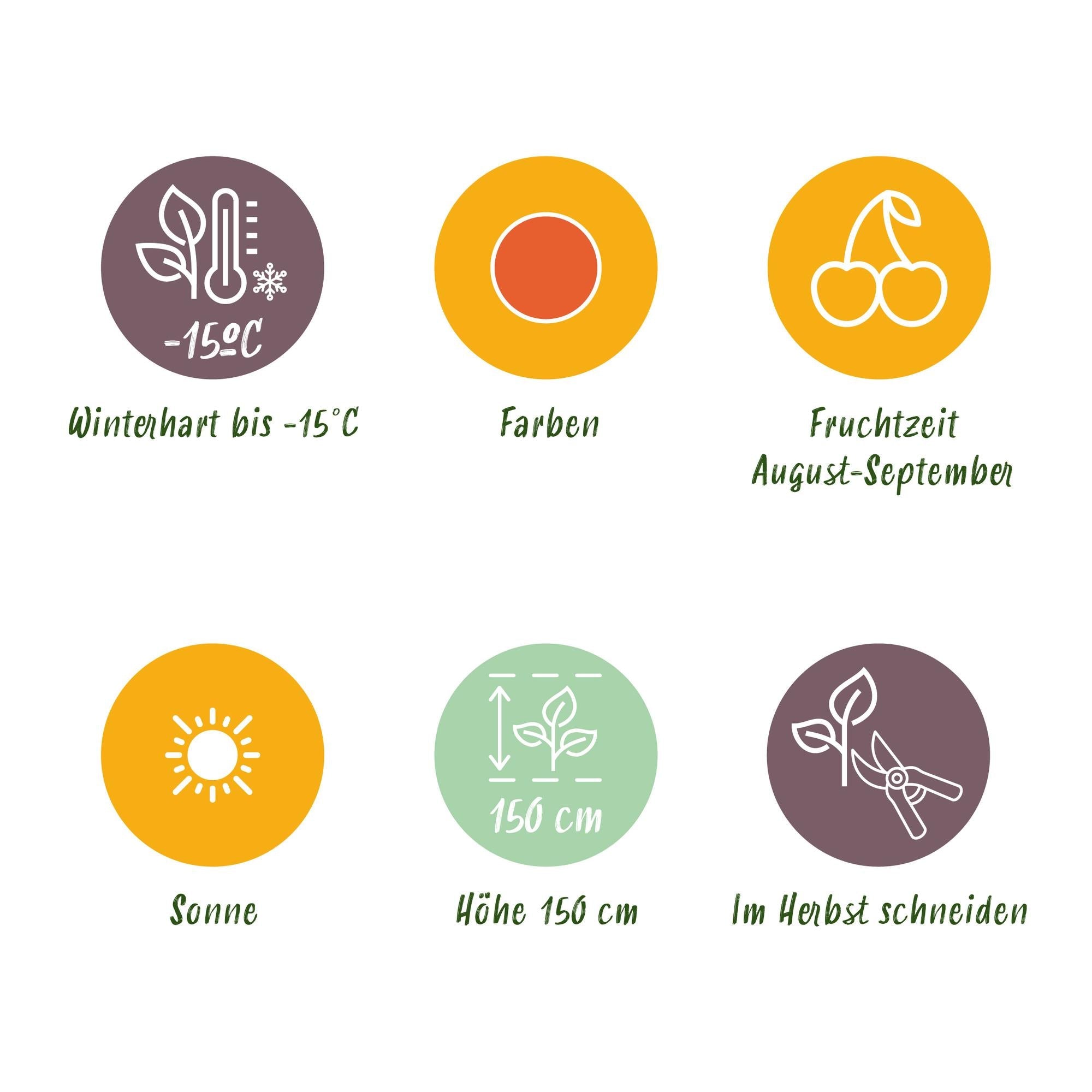 Goji-Beere Lycium barbarum winterhart 3 Pflanzen Ø9cm Höhe 30cm – Rote orange Beerenpflanze für Garten Beet Balkon & Terrasse