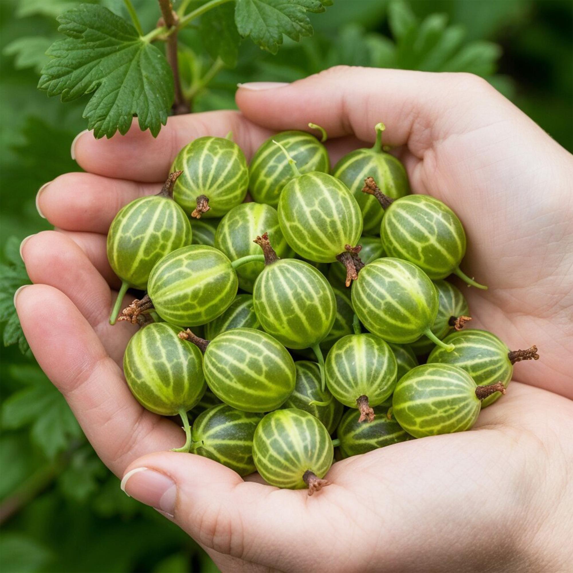 Grüne Stachelbeere Ribes uva-crispa Hinnonmaki Grün winterhart 3 Pflanzen Höhe 30cm Ø9cm – für Garten Beet Balkon & Terrasse